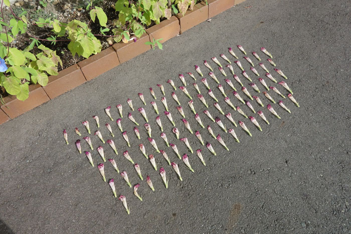 朝顔を並べてみた20230828