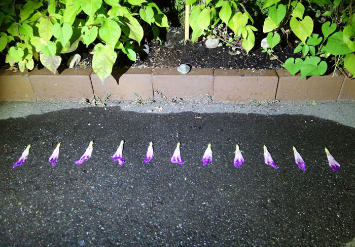 朝顔を並べてみた20250723