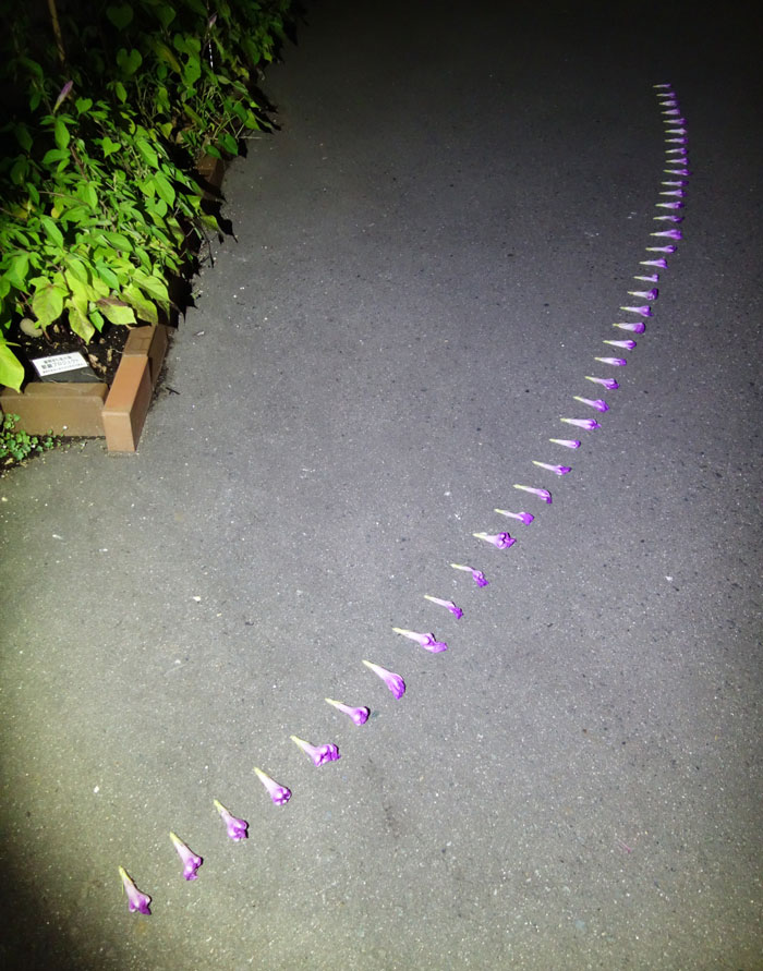朝顔を並べてみた20250723