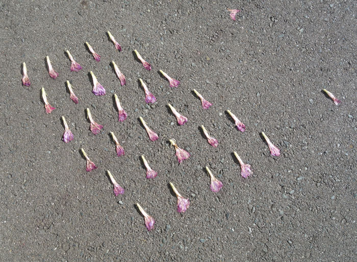 朝顔を並べてみた20250725