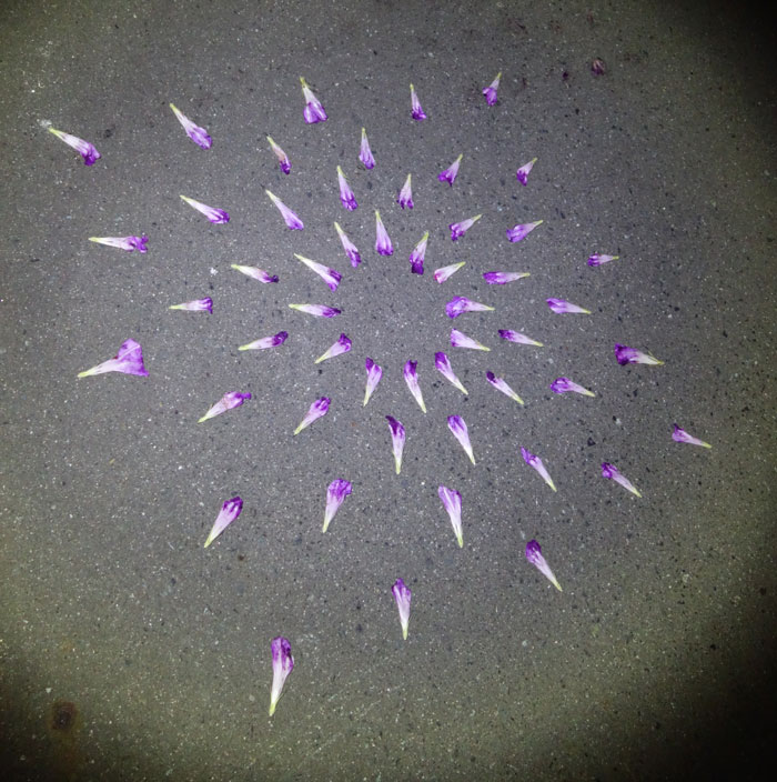 朝顔を並べてみた20250726