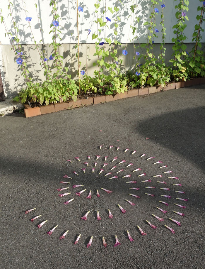 朝顔を並べてみた20250728