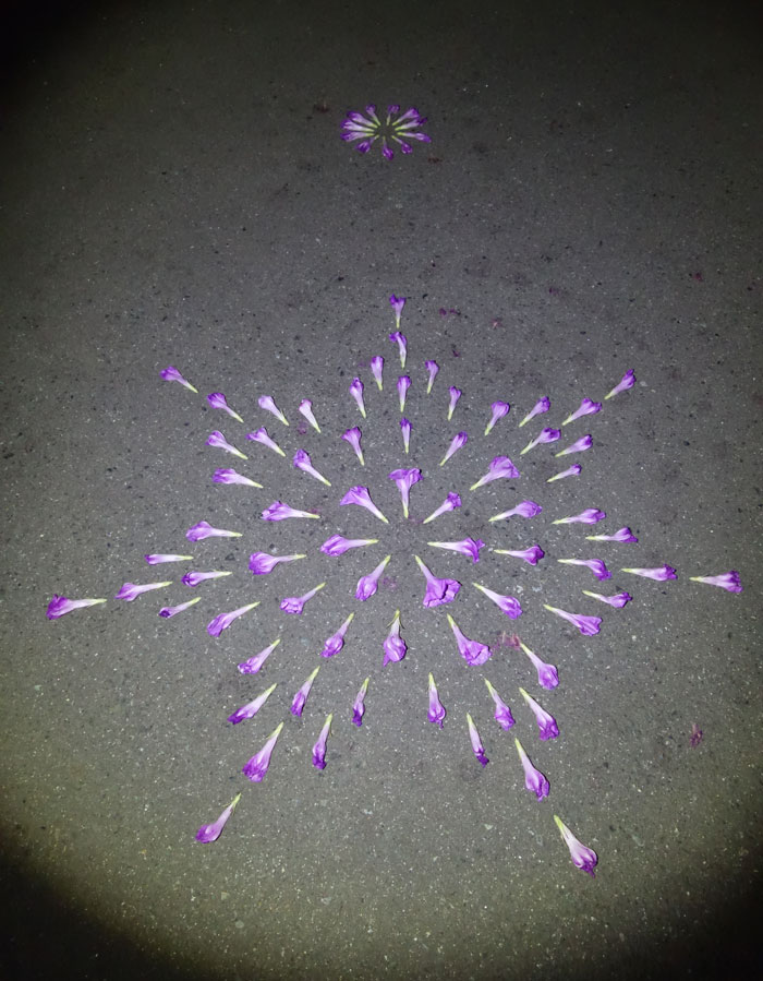 朝顔を並べてみた20250728