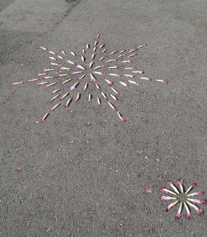 朝顔を並べてみた20250729