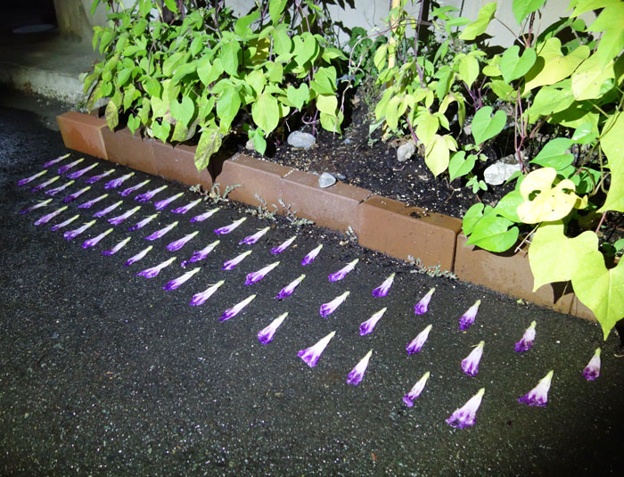 朝顔を並べてみた20250729