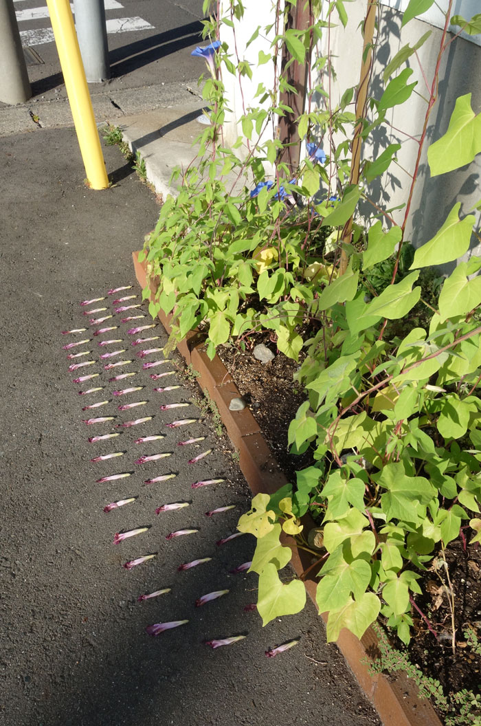 朝顔を並べてみた20250730