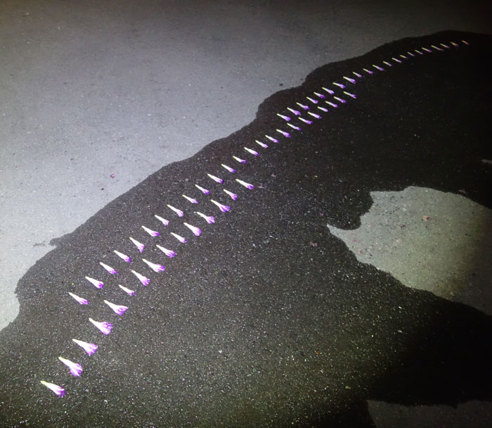 朝顔を並べてみた20250730