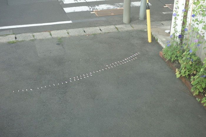 朝顔を並べてみた20250731