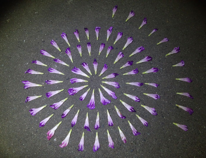 朝顔を並べてみた20250731