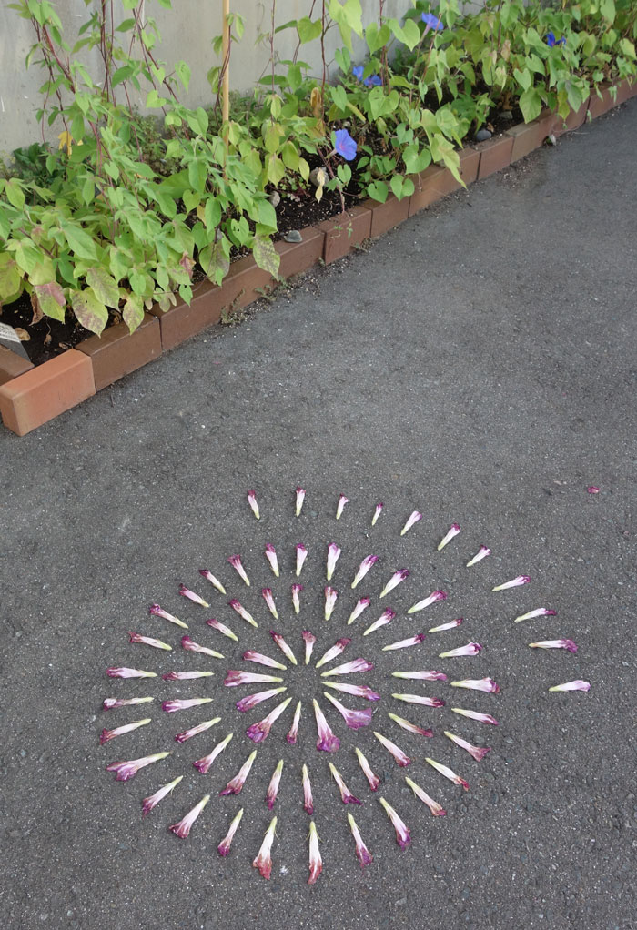 朝顔を並べてみた20250801