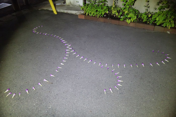 朝顔を並べてみた20250801