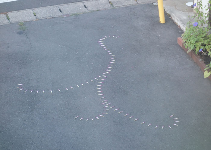 朝顔を並べてみた20250802