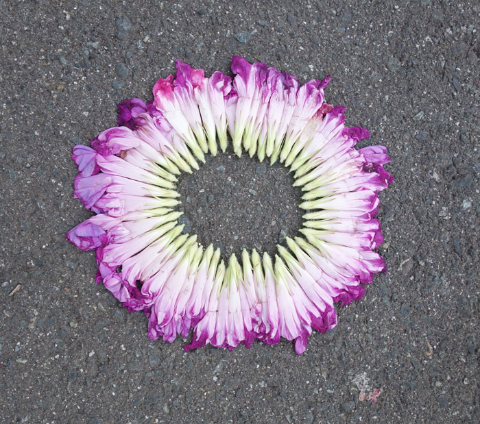 朝顔を並べてみた20250803