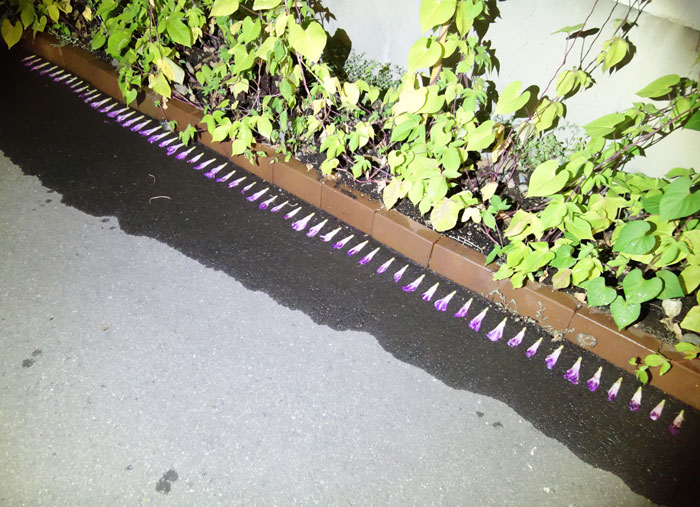 朝顔を並べてみた20250803