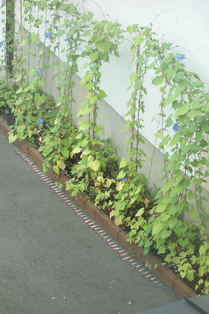 朝顔を並べてみた20250804