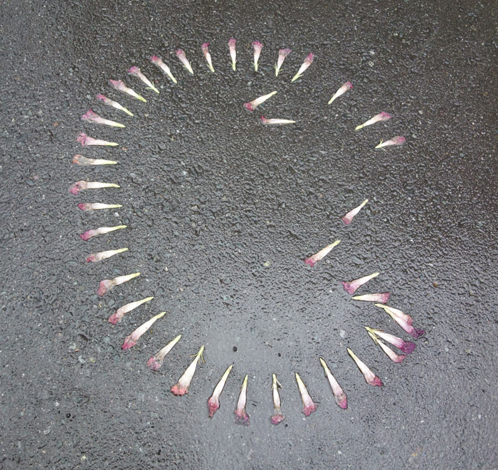 朝顔を並べてみた20250805