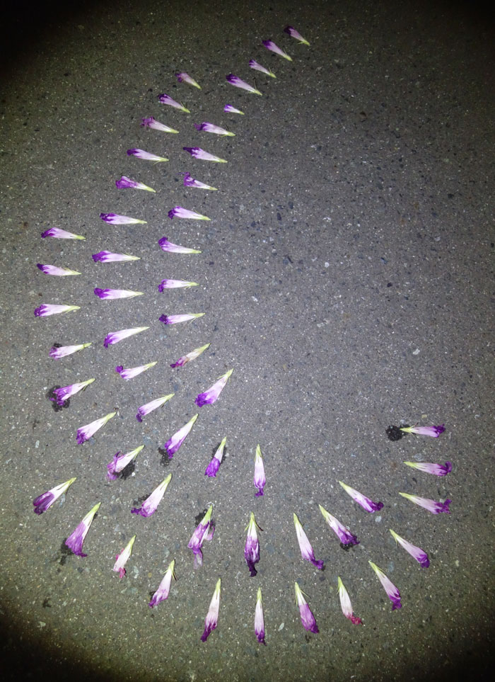 朝顔を並べてみた20250805