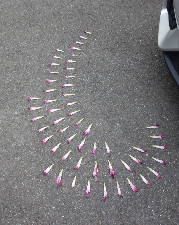 朝顔を並べてみた20250806