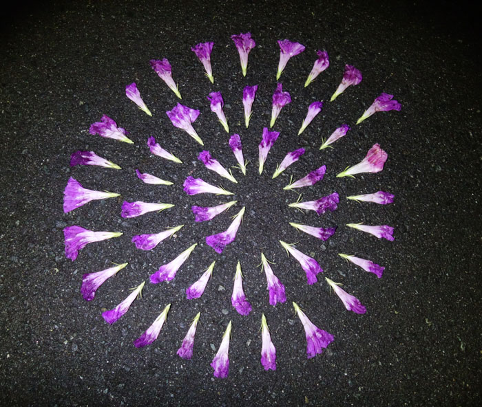 朝顔を並べてみた20250807