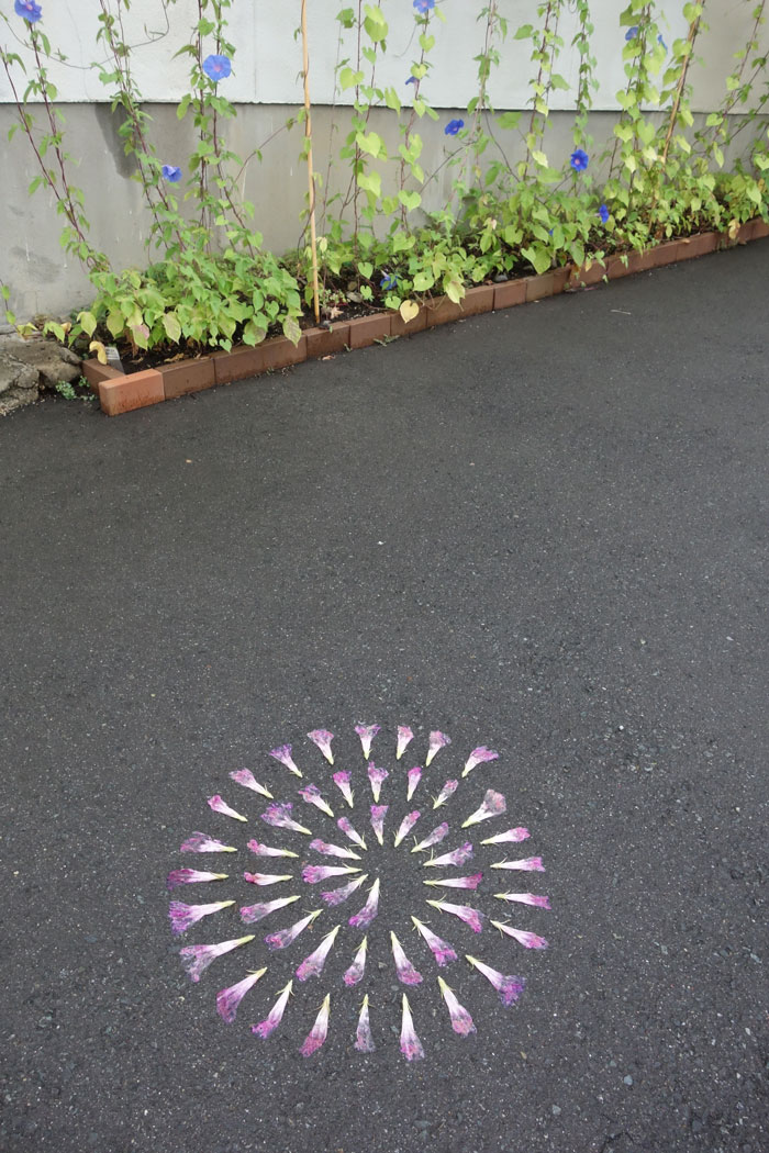 朝顔を並べてみた20250807