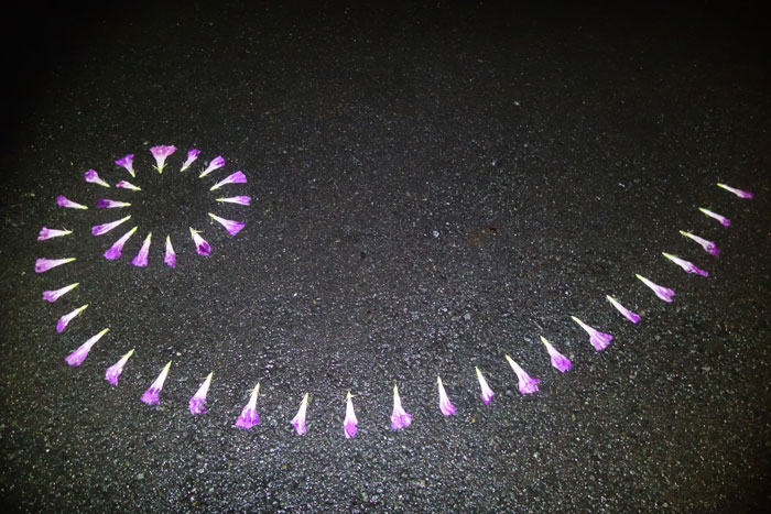 朝顔を並べてみた20250808