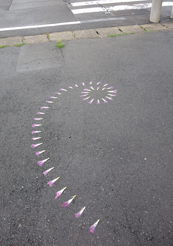 朝顔を並べてみた20250808