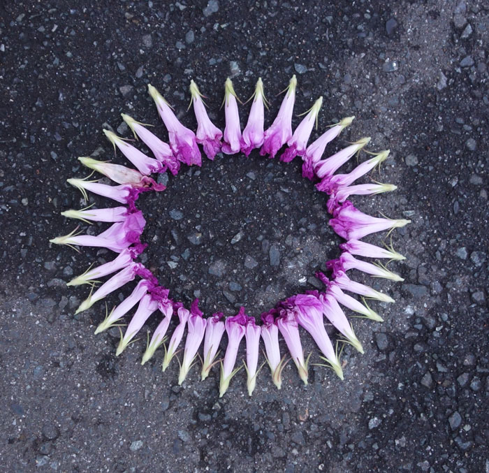 朝顔を並べてみた20250809