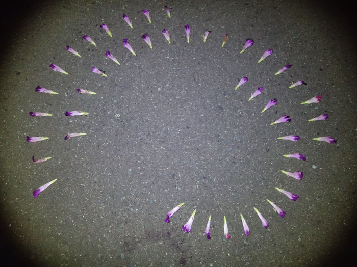 朝顔を並べてみた20250809