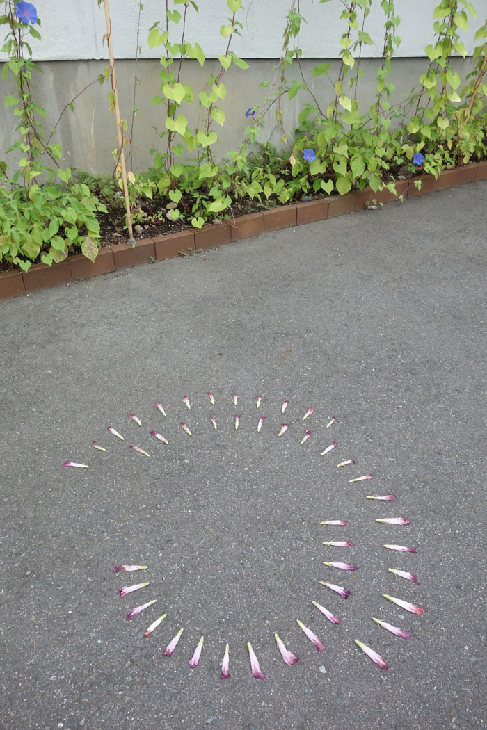 朝顔を並べてみた20250810