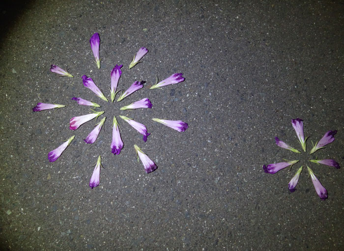 朝顔を並べてみた20250810