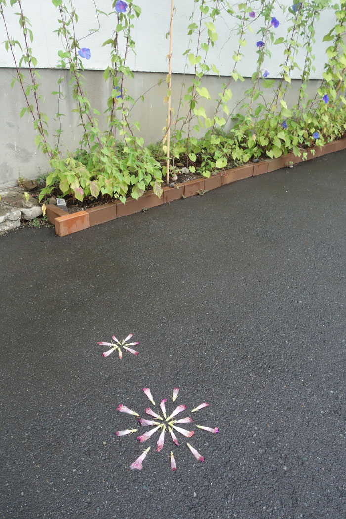 朝顔を並べてみた20250811