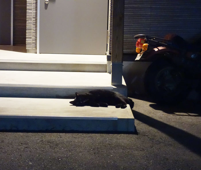 朝顔を並べてみた20250812