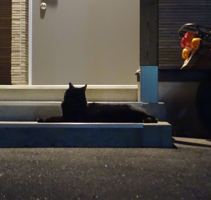 朝顔を並べてみた20250812