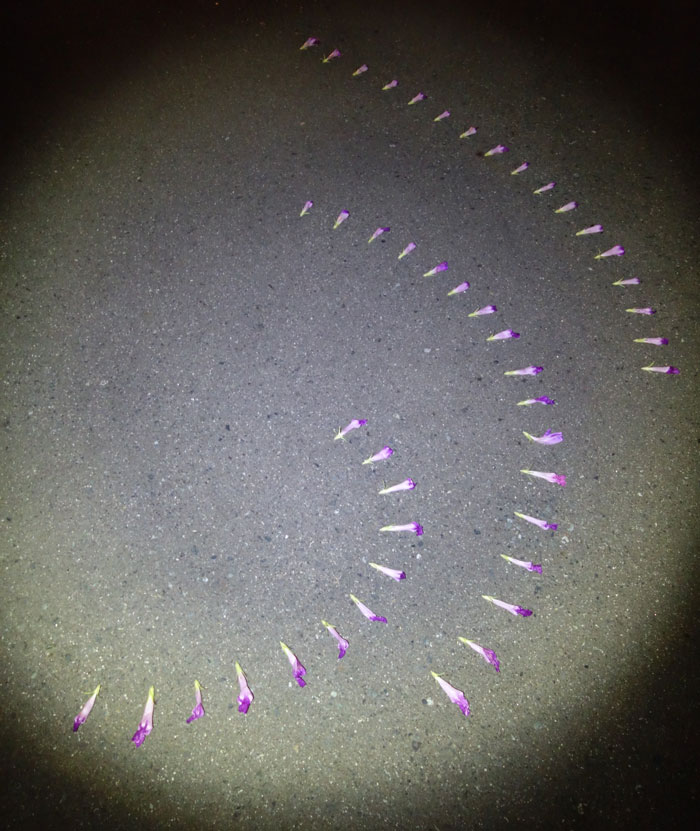 朝顔を並べてみた20250812