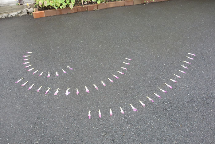 朝顔を並べてみた20250812