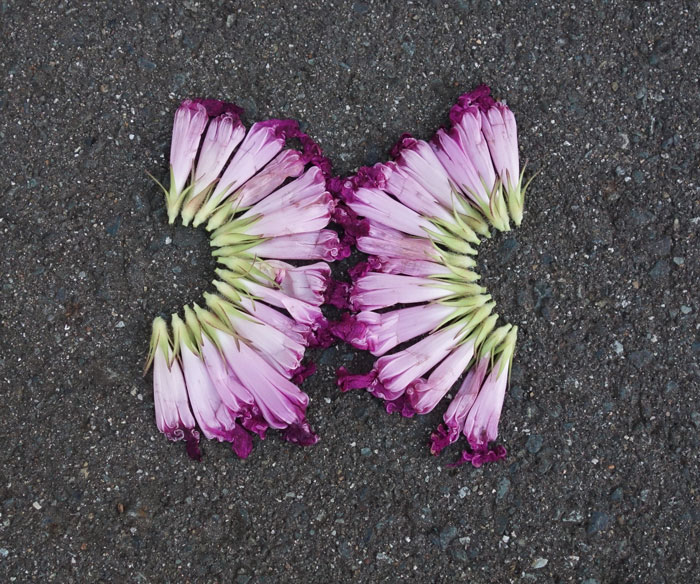 朝顔を並べてみた20250813