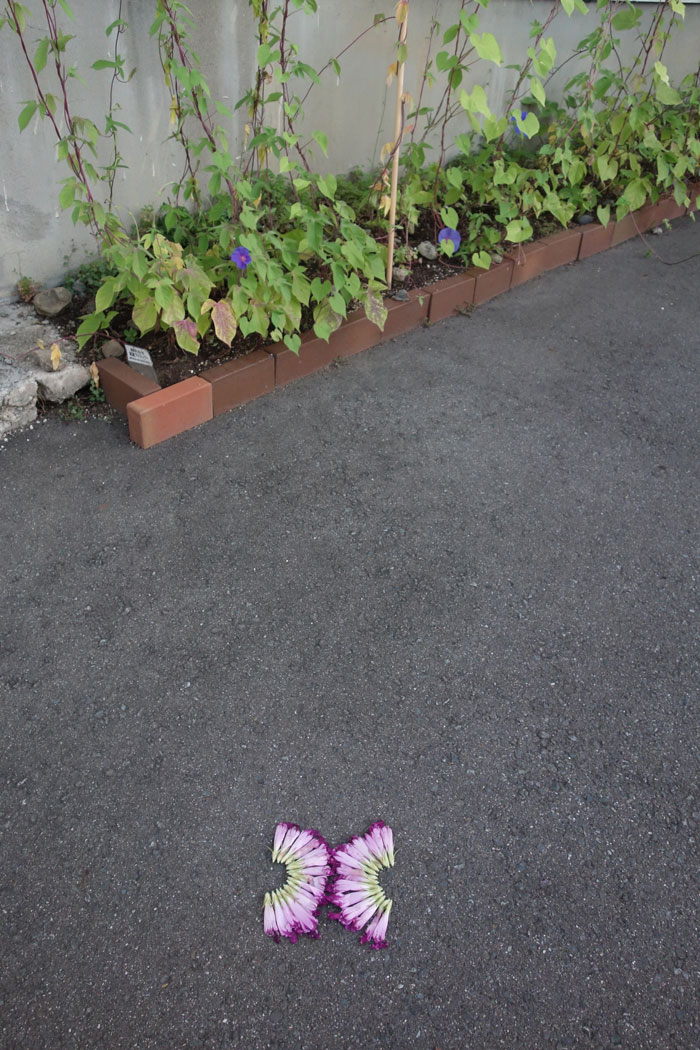 朝顔を並べてみた20250813