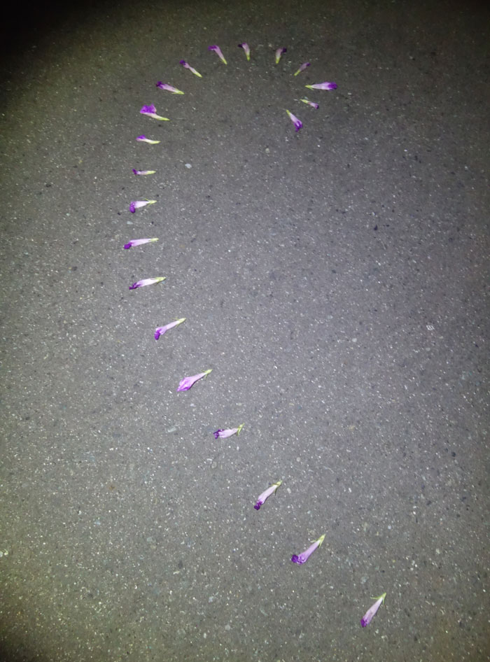 朝顔を並べてみた20250813