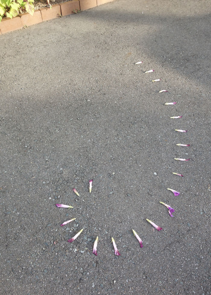 朝顔を並べてみた20250814