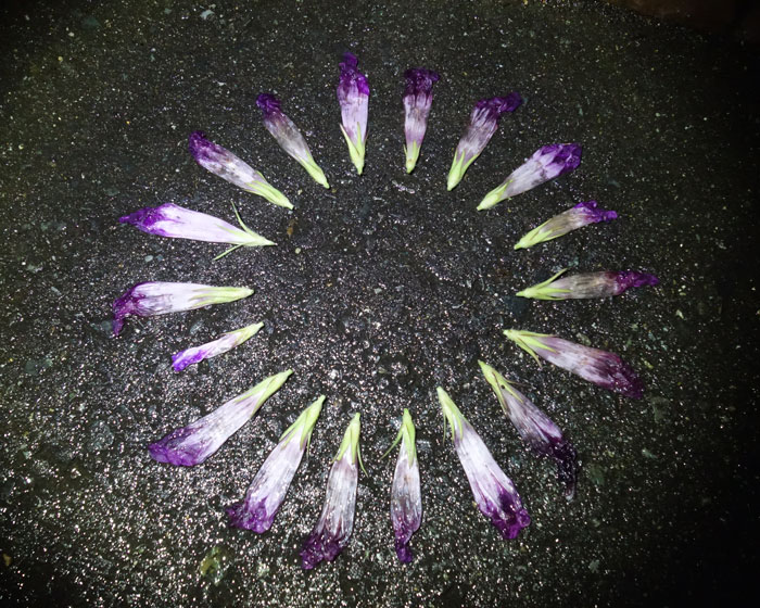 朝顔を並べてみた20250814