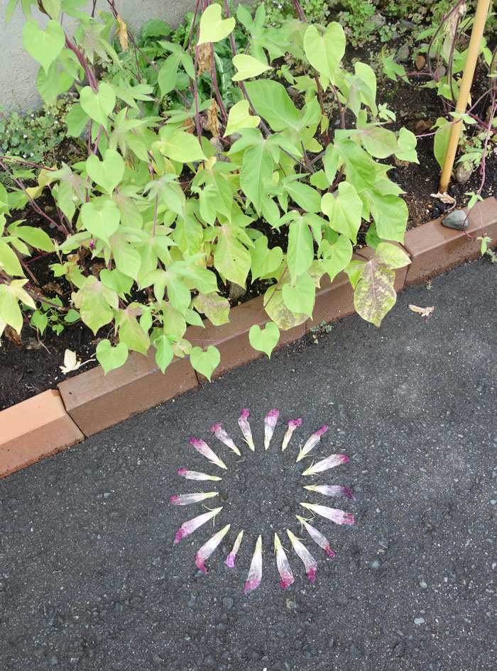 朝顔を並べてみた20250815