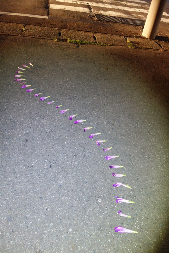 朝顔を並べてみた20250815