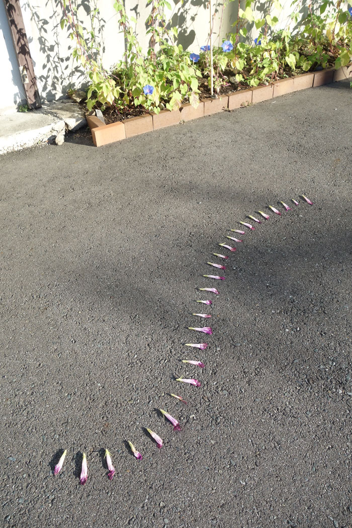 朝顔を並べてみた20250816