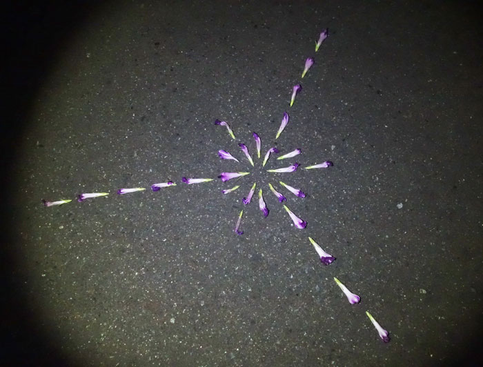 朝顔を並べてみた20250816