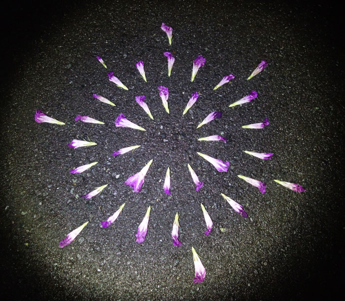 朝顔を並べてみた20250817