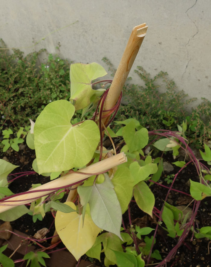 朝顔を並べてみた20250818