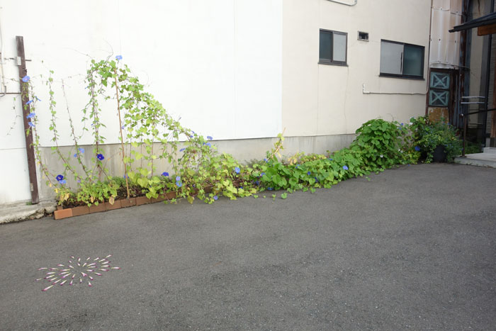 朝顔を並べてみた20250818