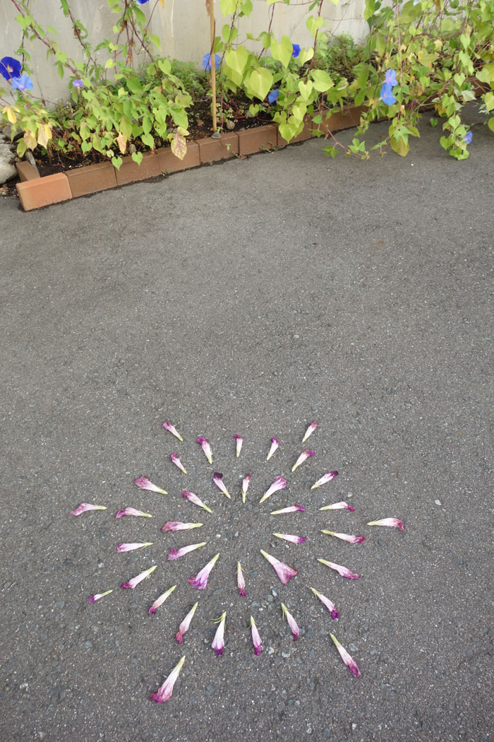 朝顔を並べてみた20250818