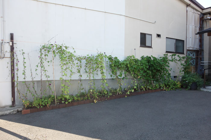 朝顔を並べてみた20250818