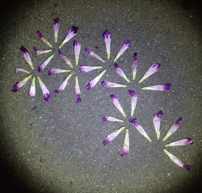 朝顔を並べてみた20250819